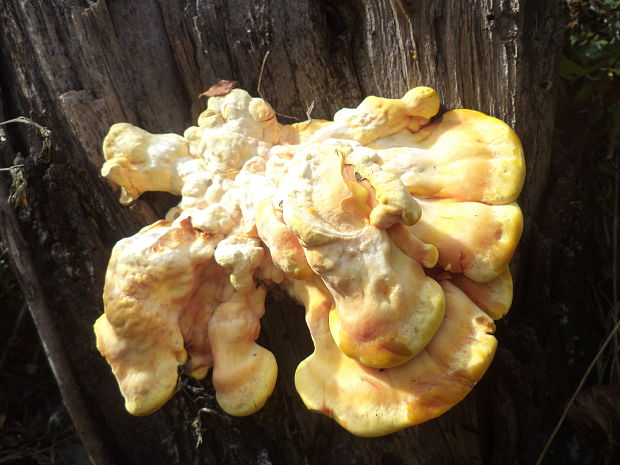 sírovec obyčajný Laetiporus sulphureus (Bull.) Murrill