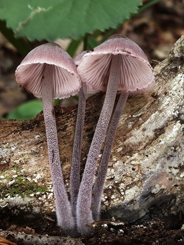 prilbička krvavomliečna Mycena haematopus (Pers.) P. Kumm.