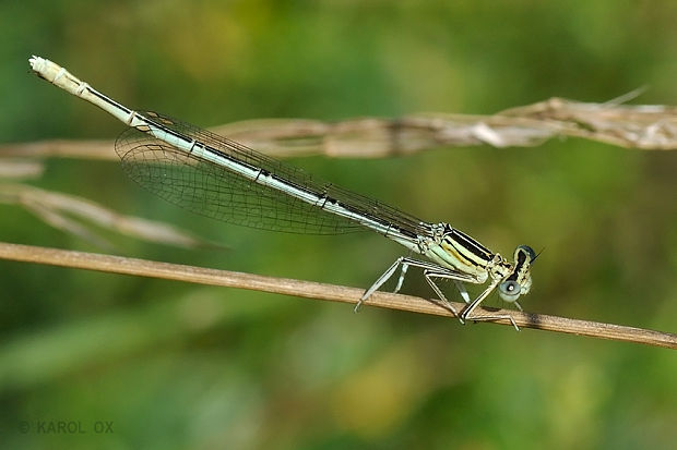 šidielko ploskonohé  Platycnemis pennipes