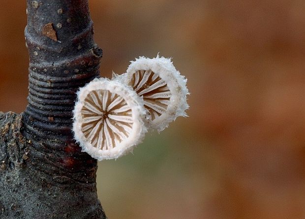 klanolupeňovka obyčajná Schizophyllum commune Fr.