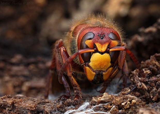 sršeň obyčajný Vespa crabro