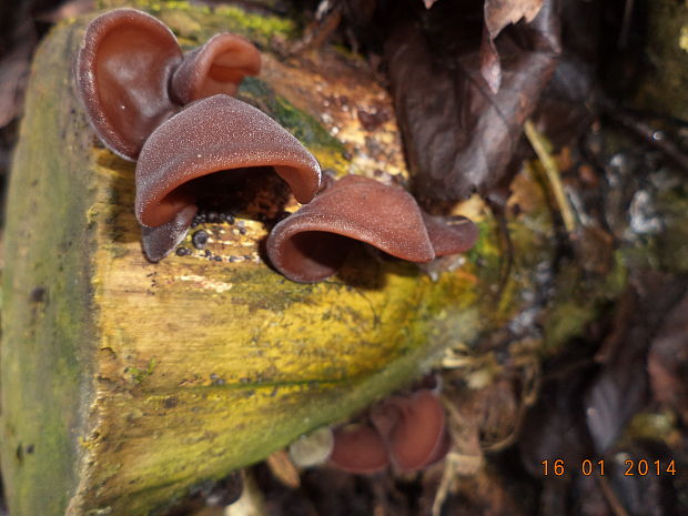 uchovec bazový Auricularia auricula-judae (Bull.) Quél.