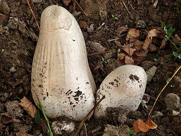 strieška bedľovitá Chlorophyllum agaricoides (Czern.) Vellinga