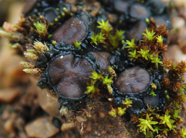 koléma tuhá Collema tenax var. tenax (Sw.) Ach.