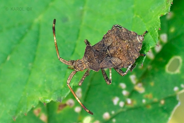 obrubnica štiavová (nymfa) Coreus marginatus