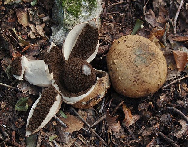 hviezdovka vlasatá Geastrum melanocephalum (Czern.) V.J. Staněk