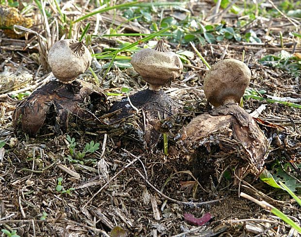 hviezdovka Schmidelova Geastrum schmidelii Vittad.