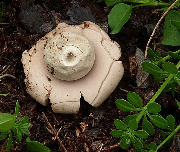 hviezdovka Geastrum sp.