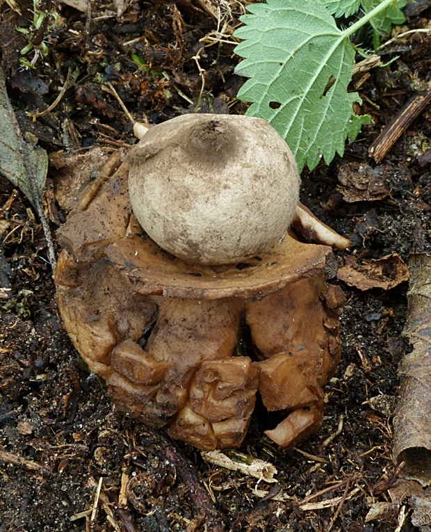 hviezdovka trojitá Geastrum triplex Jungh.