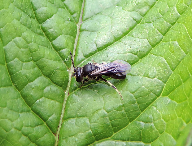 pravčela obyčajná / pravčela obecná Hylaeus communis Nylander,1852