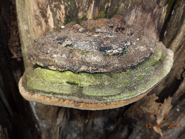 ohňovec obyčajný Phellinus igniarius (L.) Quél.