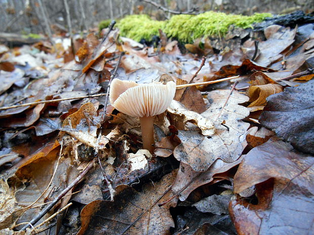 peniazovka maslová Rhodocollybia butyracea (Bull.) Lennox