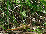 kobylka močiarna - kobylka dlouhokřídlá
