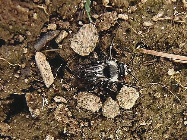 pieskárka   /   pískorypka vrbová Andrena vaga Panzer, 1799
