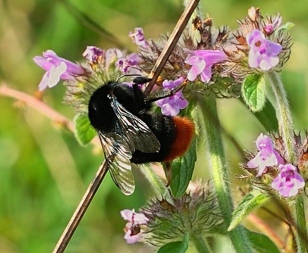 čmeliak skalný Bombus lapidarius