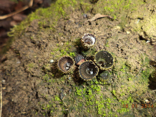 čiaškovec pásikavý Cyathus striatus (Huds.) Willd.