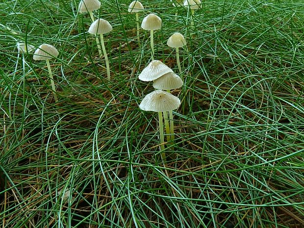 prilbička slizká ´- Helmovka slizká  Mycena epipterygia  (Scop.) Gray