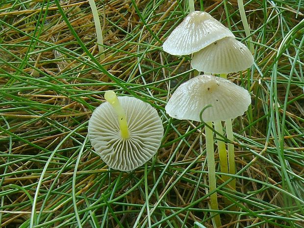 prilbička slizká - helmovka slizká  Mycena epipterygia  (Scop.) Gray