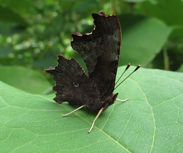 babôčka zubatokrídla Polygonia c-album