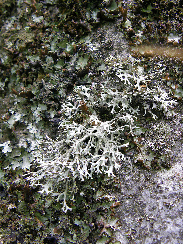 pakonárnik otrubový Pseudevernia furfuracea var. furfuracea (L.) Zopf