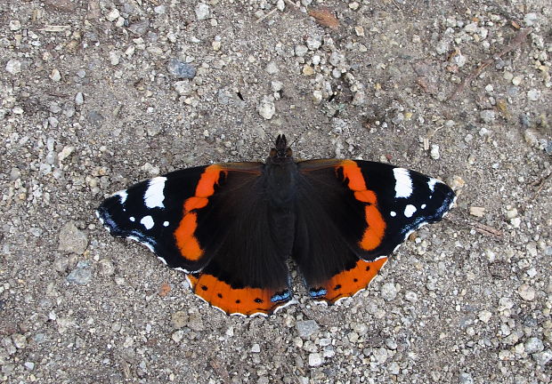 babôčka admirálska Vanessa atalanta