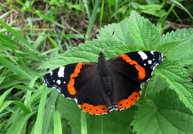 babôčka admirálska Vanessa atalanta