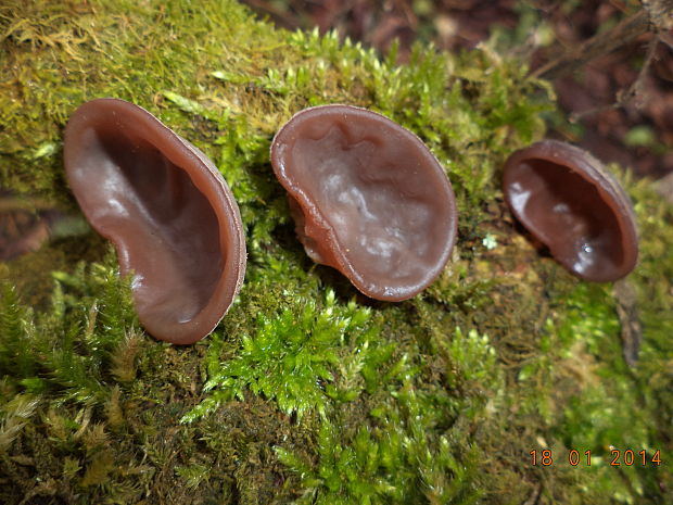 uchovec bazový Auricularia auricula-judae (Bull.) Quél.