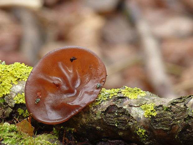 uchovec bazový Auricularia auricula-judae (Bull.) Quél.