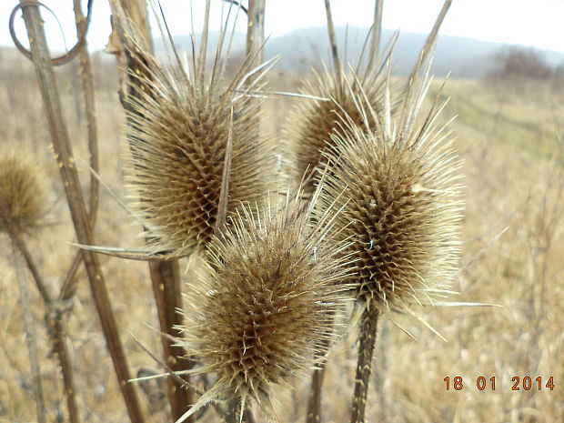 štetka lesná Dipsacus fullonum L.