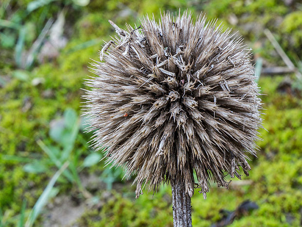 ježibaba guľatohlavá Echinops sphaerocephalus L.