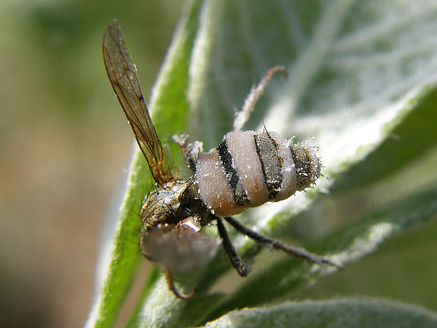 hmyzomorka mušia Entomophthora muscae (Cohn) Fresen.