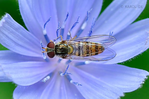 pestrica pruhovaná  Episyrphus balteatus