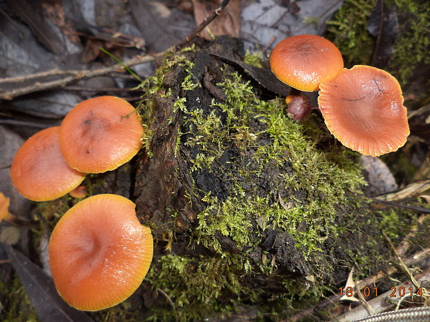 plamienka Flammulina sp.