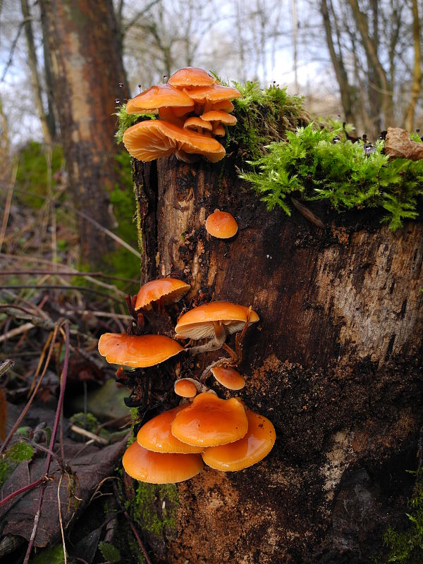 plamienka Flammulina sp.