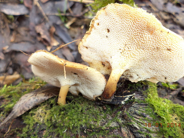 trúdnik zimný Lentinus brumalis (Pers.) Zmitr.