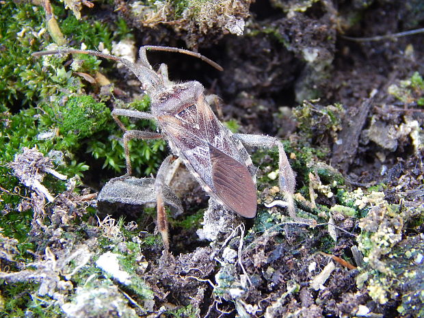 obrubnica americká   Leptoglossus occidentalis