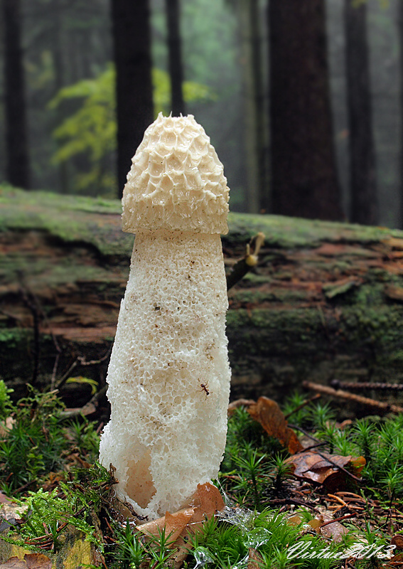 hadovka smradľavá Phallus impudicus L.