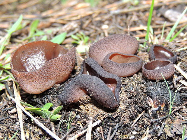 riasnatka Plicaria endocarpoides (Berk.) Rifai