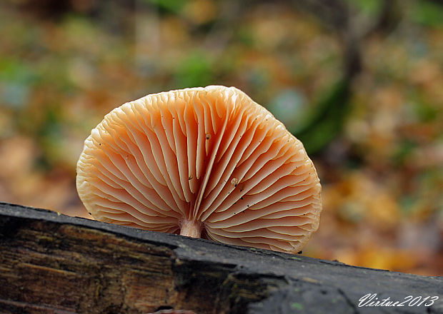 červenáčik obyčajný Rhodotus palmatus (Bull.) Maire