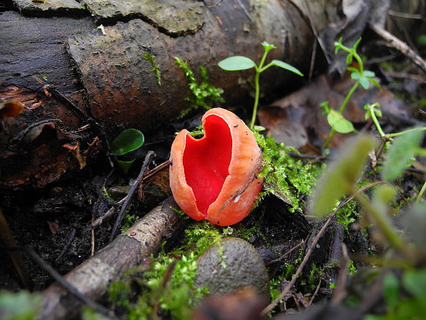 ohnivec rakúsky Sarcoscypha austriaca (Beck ex Sacc.) Boud.