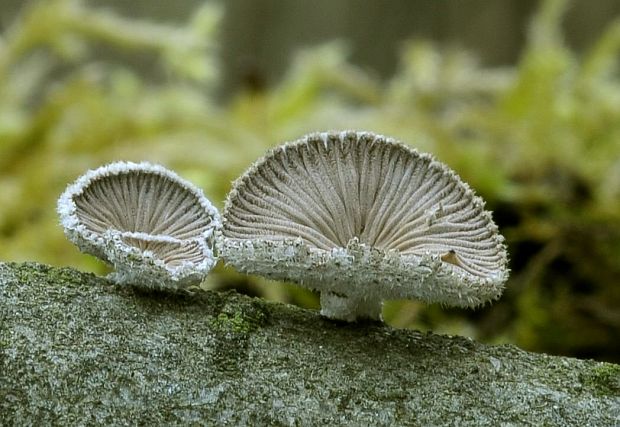 klanolupeňovka obyčajná Schizophyllum commune Fr.