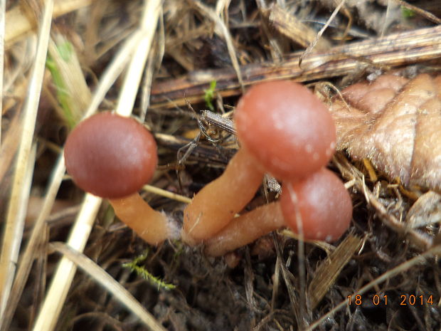 smeťovka zimná Tubaria furfuracea (Pers.) Gillet