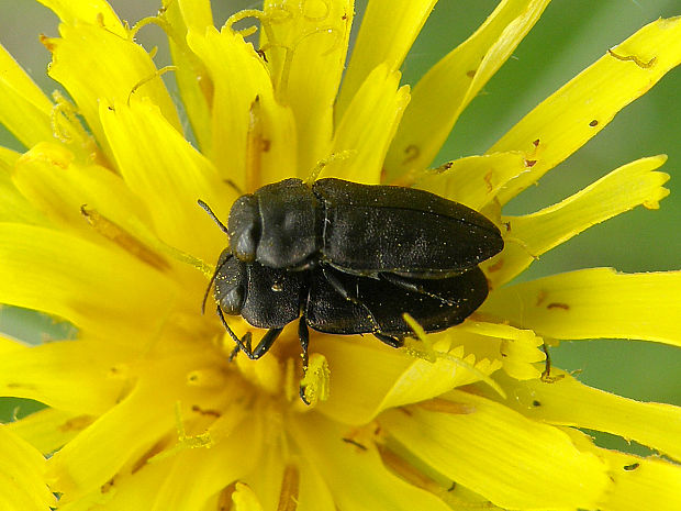 krasoň štvorbodý / krasec čtyřtečný Anthaxia quadripunctata Linnaeus, 1758