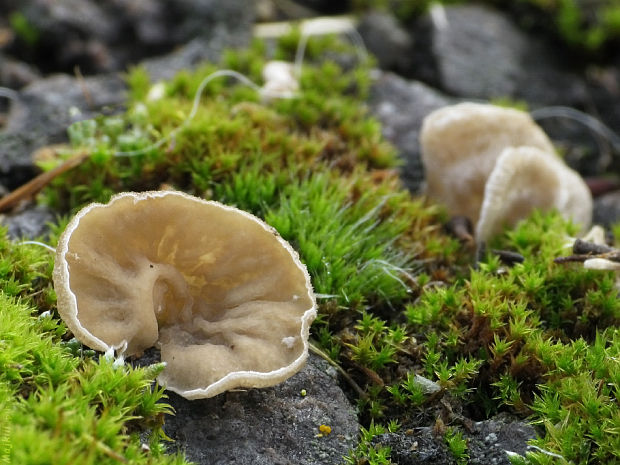 rebrovička lopatkovitá Arrhenia spathulata (Fr.) Redhead