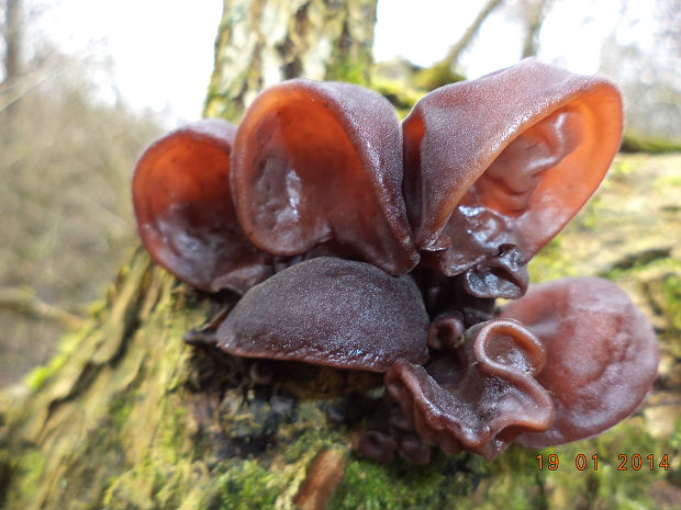 uchovec bazový Auricularia auricula-judae (Bull.) Quél.