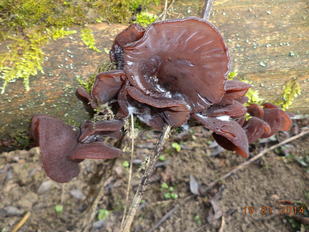 uchovec bazový Auricularia auricula-judae (Bull.) Quél.