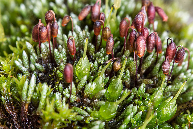 prútnik striebristý Bryum argenteum Hedw.