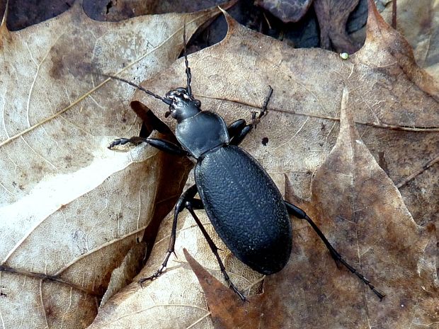 bystruška kožovitá Carabus coriaceus