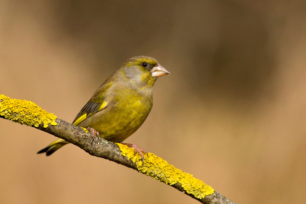 stehlík zelený Carduelis chloris