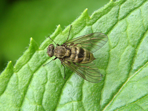 strehúň / číhalka Chrysopilus helvolus Fabricius, 1775